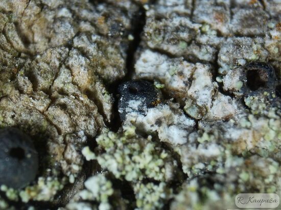 Acrocordia gemmata